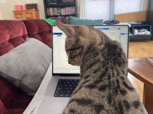Cat in front of laptop